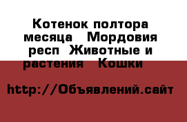 Котенок полтора месяца - Мордовия респ. Животные и растения » Кошки   